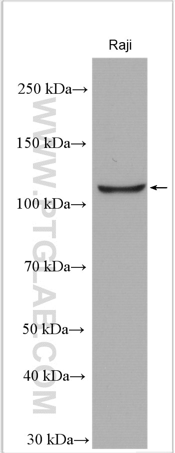 Western Blot (WB) analysis of Raji cells using TAOK3 Polyclonal antibody (28403-1-AP)