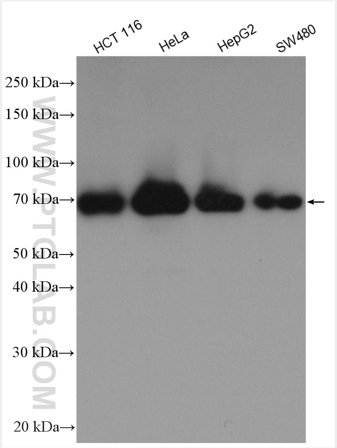 Western Blot (WB) analysis of various lysates using TAP1 Polyclonal antibody (11114-1-AP)
