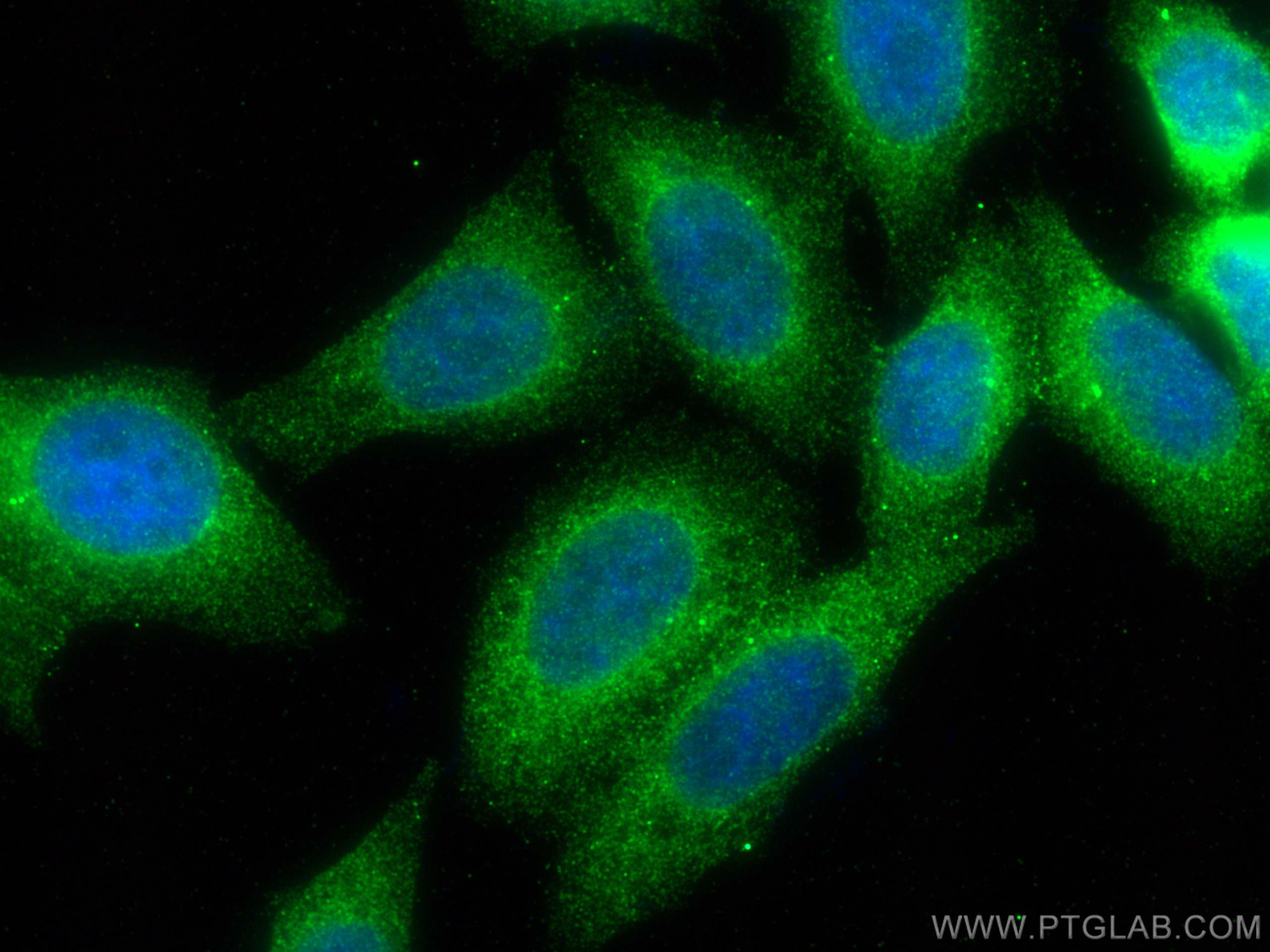 Immunofluorescence (IF) / fluorescent staining of HepG2 cells using TAP1 Monoclonal antibody (68412-1-Ig)