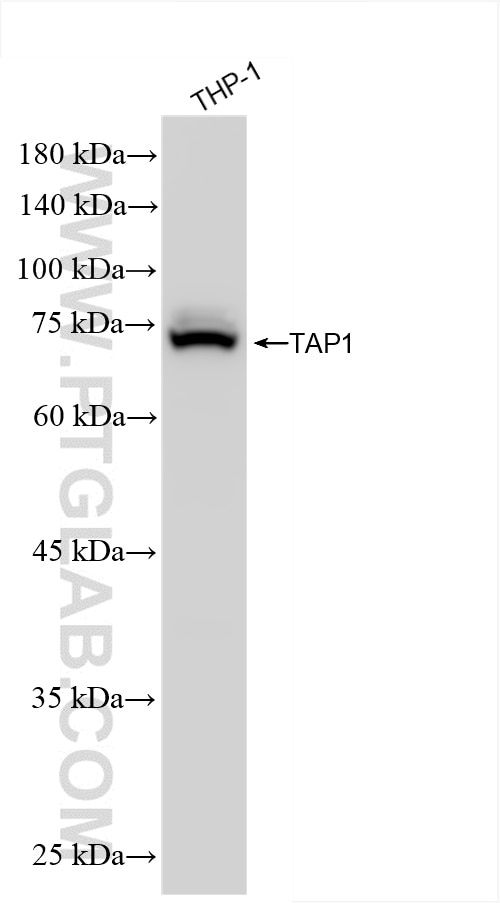 TAP1