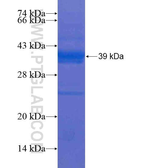 TAP1 fusion protein Ag21303 SDS-PAGE