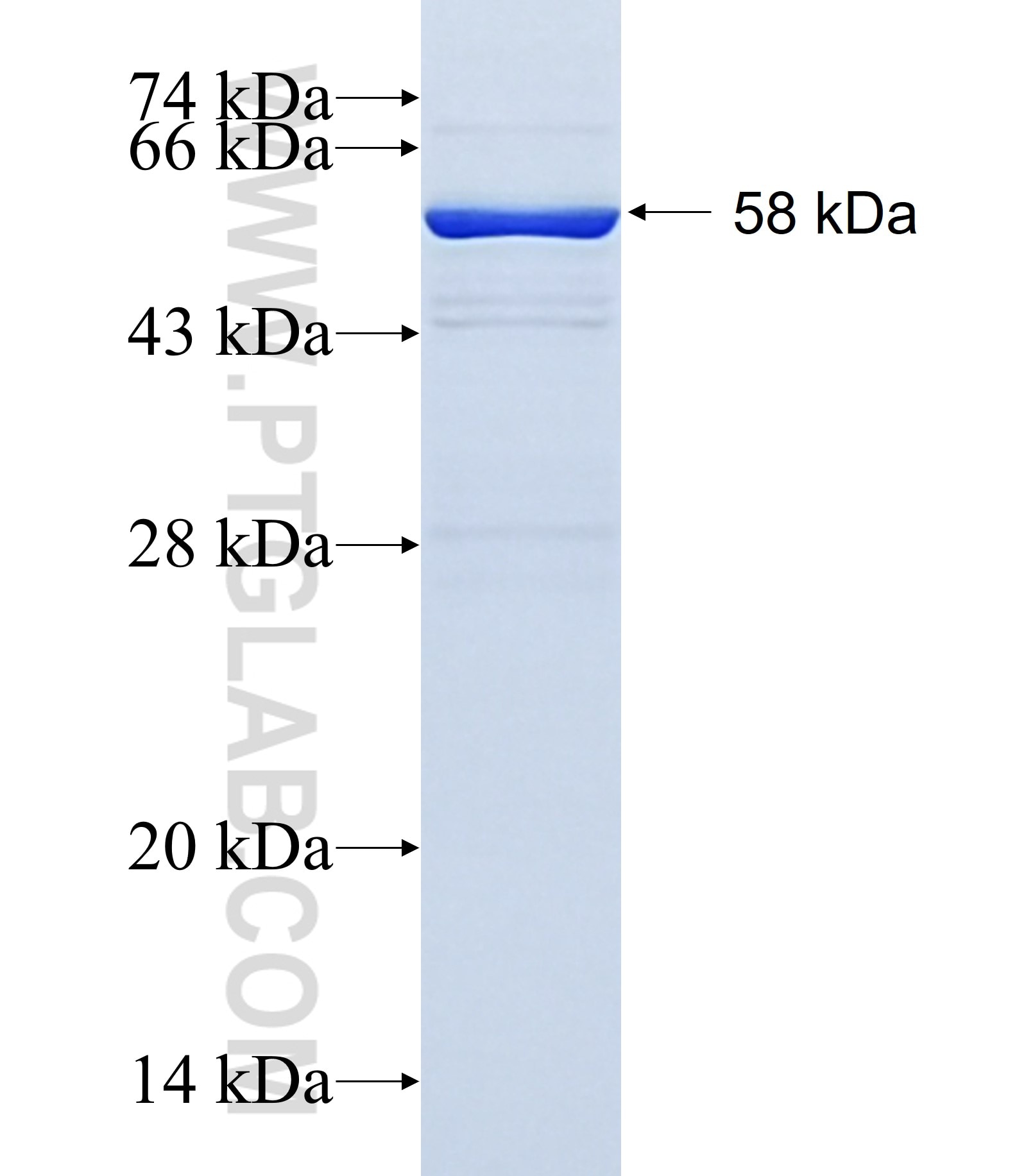 TAP1 fusion protein Ag1619 SDS-PAGE