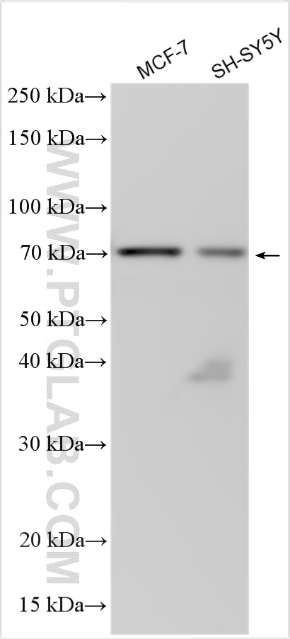 Western Blot (WB) analysis of various lysates using TAP2 Polyclonal antibody (10161-1-AP)