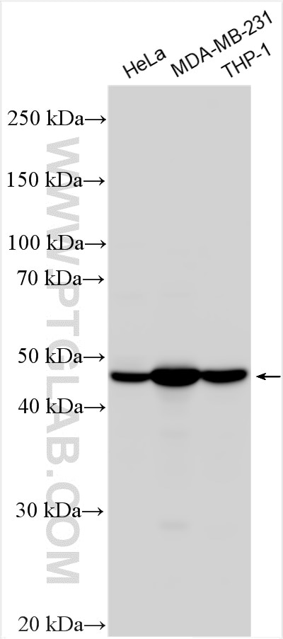 Western Blot (WB) analysis of various lysates using TAPBP Polyclonal antibody (30500-1-AP)