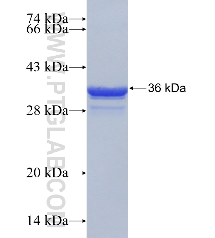 TAPBP fusion protein Ag30885 SDS-PAGE