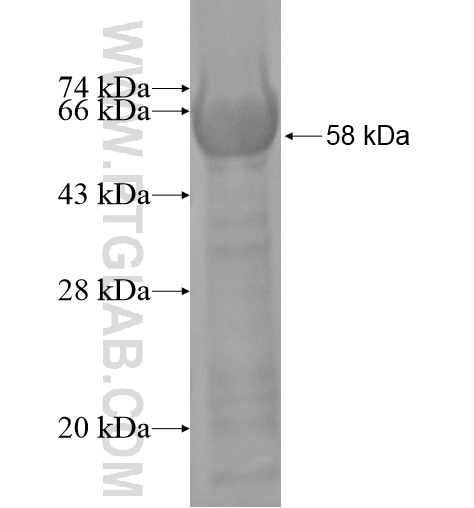 TAPBPL fusion protein Ag14371 SDS-PAGE