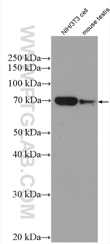 Western Blot (WB) analysis of various lysates using TAPT1 Polyclonal antibody (27657-1-AP)