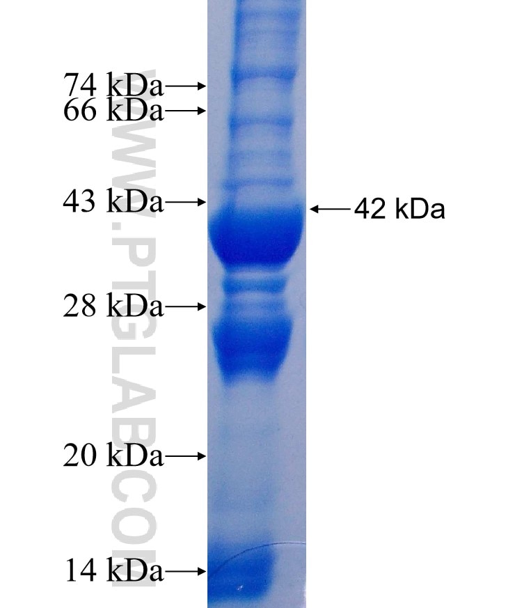 TAPT1 fusion protein Ag26360 SDS-PAGE