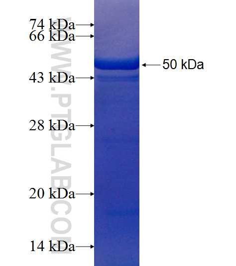 TARA fusion protein Ag9092 SDS-PAGE