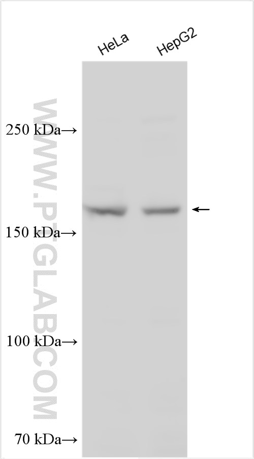 Western Blot (WB) analysis of various lysates using TARBP1 Polyclonal antibody (25647-1-AP)