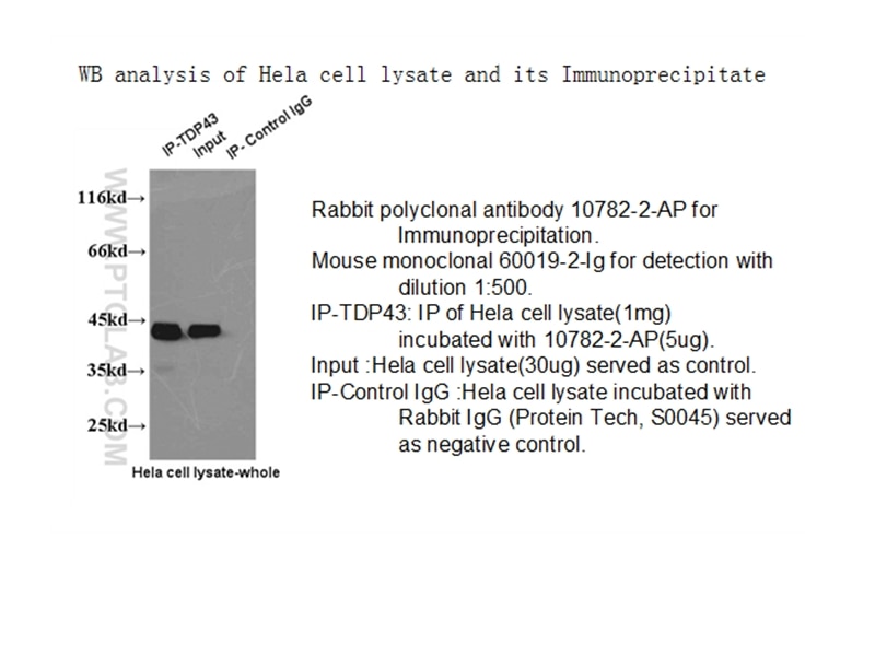 Immunoprecipitation (IP) experiment of HeLa cells using TDP-43 Polyclonal antibody (10782-2-AP)
