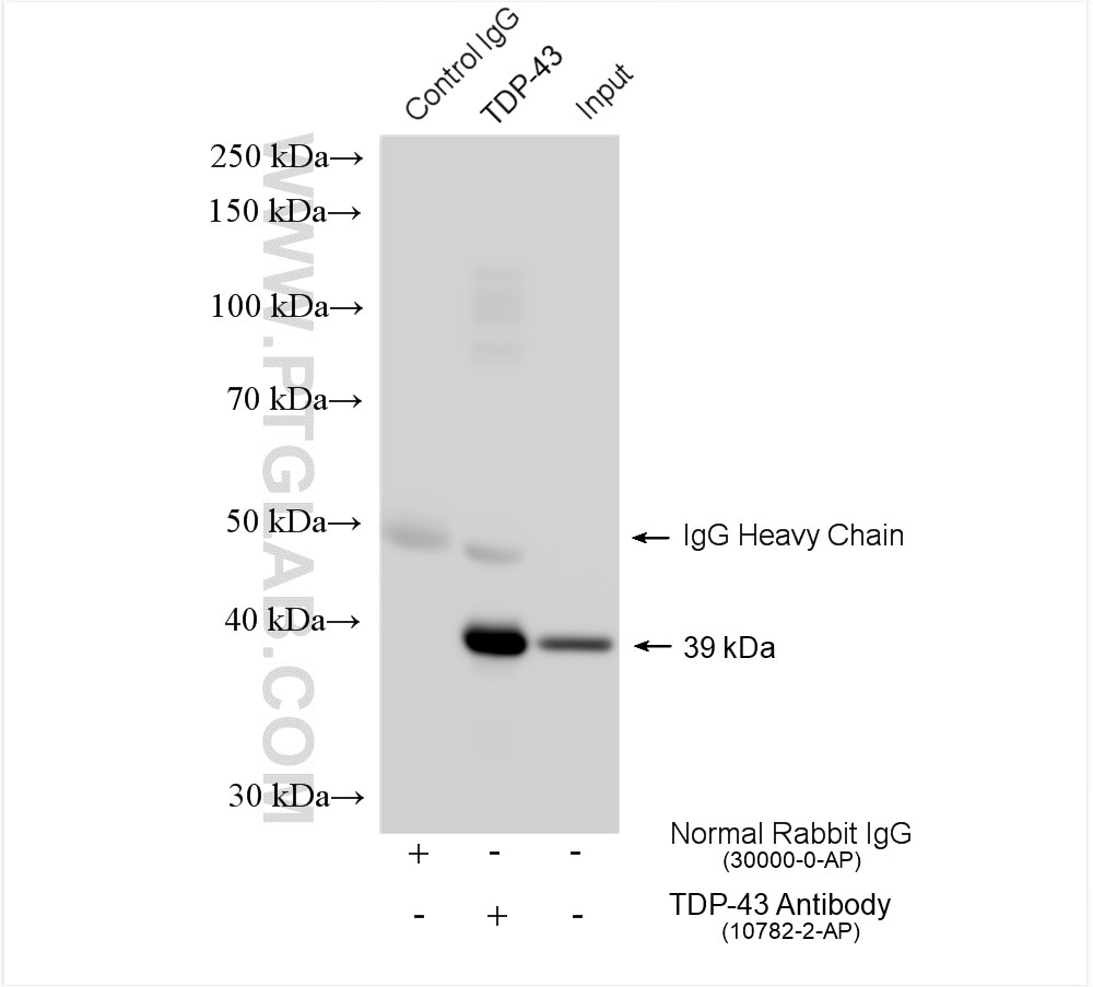 Immunoprecipitation (IP) experiment of HeLa cells using TDP-43 Polyclonal antibody (10782-2-AP)