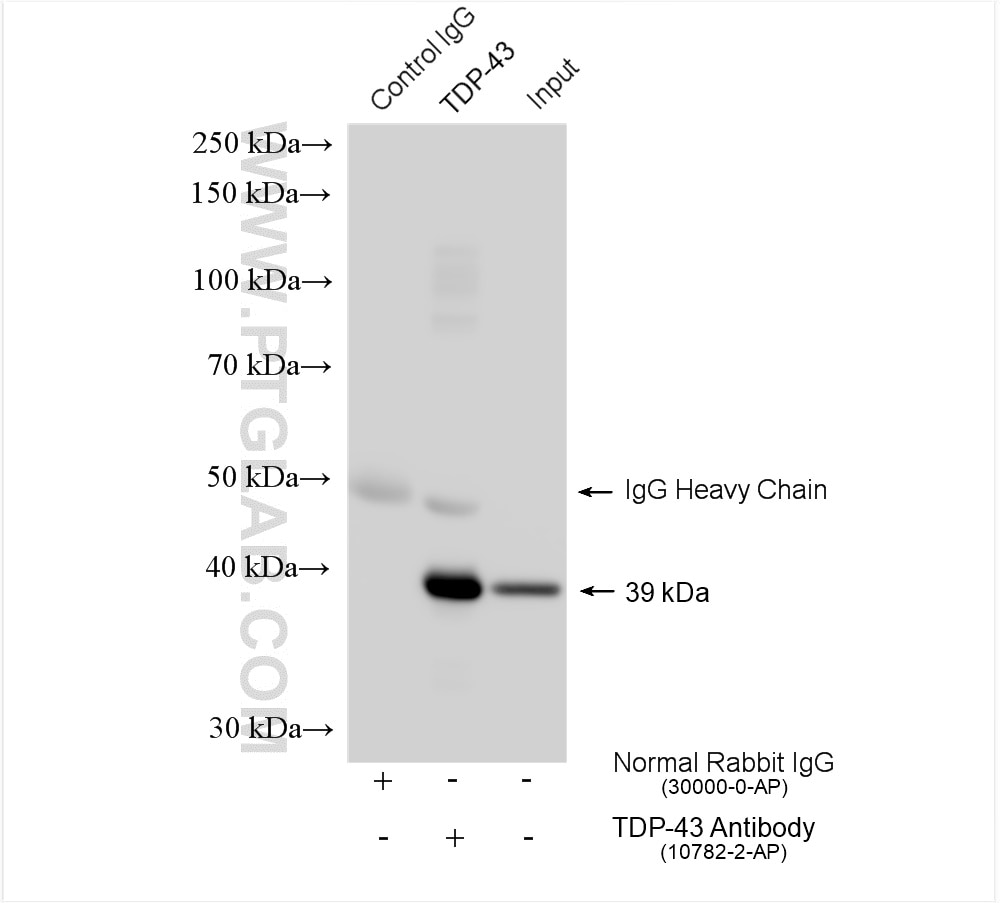 Immunoprecipitation (IP) experiment of HeLa cells using TDP-43 (N-terminal) Polyclonal antibody (10782-2-AP)