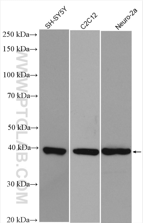 Western Blot (WB) analysis of various lysates using TDP-43 Polyclonal antibody (10782-2-AP)