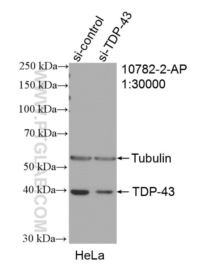 Western Blot (WB) analysis of HeLa cells using TDP-43 Polyclonal antibody (10782-2-AP)