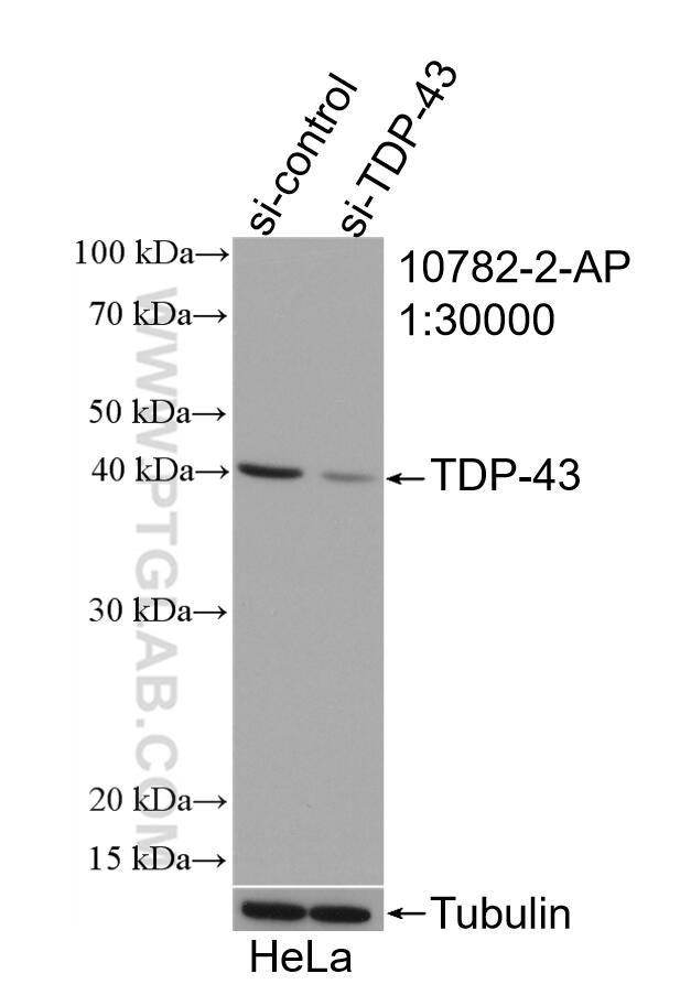 Western Blot (WB) analysis of HeLa cells using TDP-43 Polyclonal antibody (10782-2-AP)