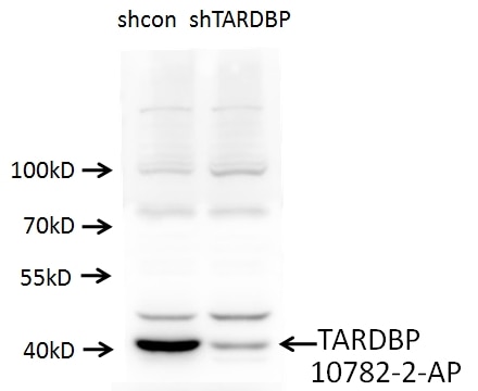 TDP-43 (N-terminal) Polyclonal antibody