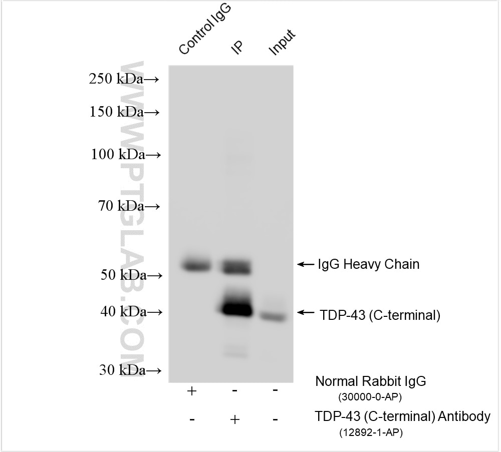 Immunoprecipitation (IP) experiment of mouse brain tissue using TDP-43 (C-terminal) Polyclonal antibody (12892-1-AP)