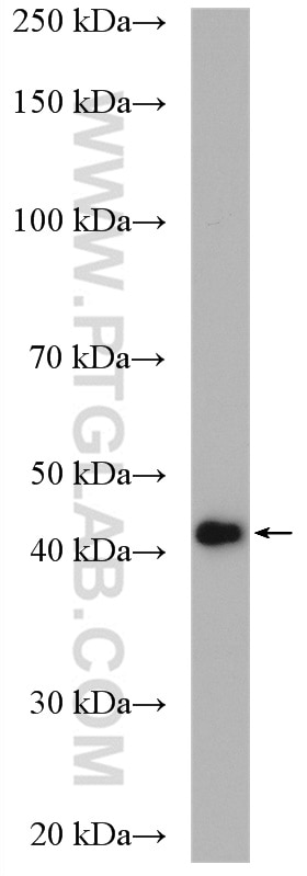 Western Blot (WB) analysis of HeLa cells using TDP-43 (C-terminal) Polyclonal antibody (12892-1-AP)