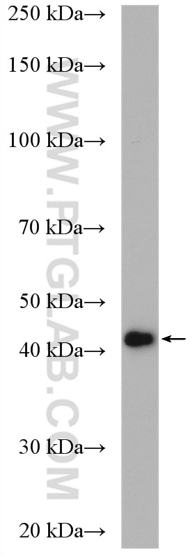 WB analysis of HeLa using 12892-1-AP