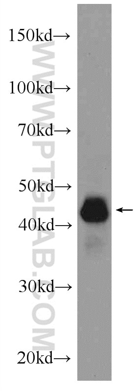 Western Blot (WB) analysis of C6 cells using TDP-43 (C-terminal) Polyclonal antibody (12892-1-AP)