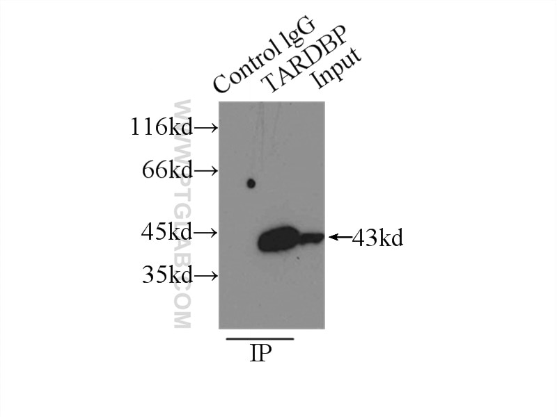 Immunoprecipitation (IP) experiment of K-562 cells using TDP-43 Polyclonal antibody (18280-1-AP)