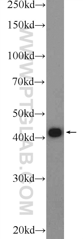 Western Blot (WB) analysis of K-562 cells using TDP-43 Polyclonal antibody (18280-1-AP)