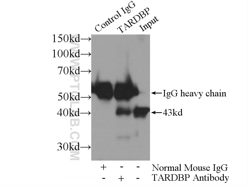 Immunoprecipitation (IP) experiment of K-562 cells using TDP-43 (human specific) Monoclonal antibody (60019-2-Ig)