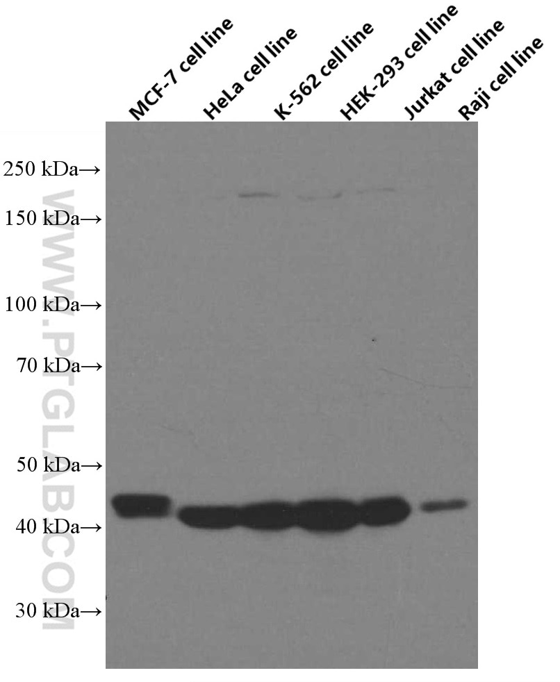 Western Blot (WB) analysis of various lysates using TDP-43 (human specific) Monoclonal antibody (60019-2-Ig)