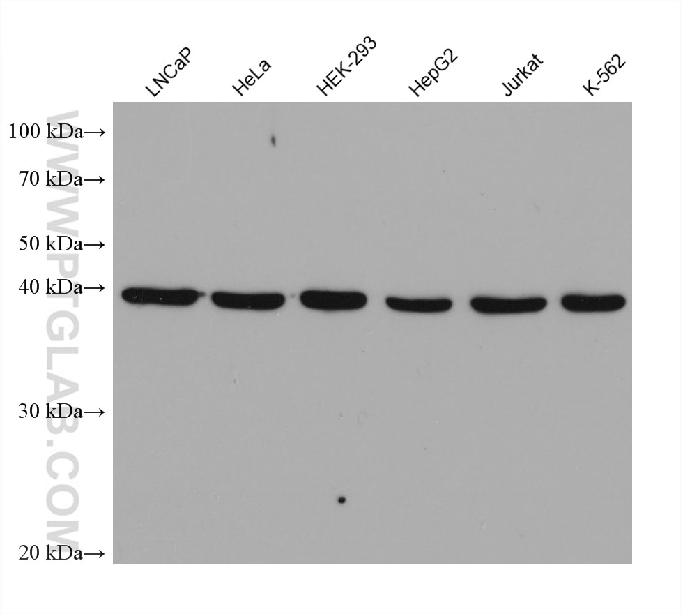 Western Blot (WB) analysis of various lysates using TDP-43 (human specific) Monoclonal antibody (60019-2-Ig)