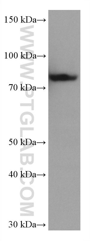 Western Blot (WB) analysis of HSC-T6 cells using TARS Monoclonal antibody (67828-1-Ig)