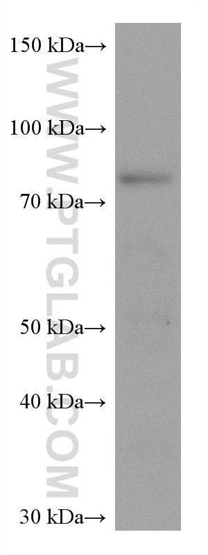 Western Blot (WB) analysis of PC-12 cells using TARS Monoclonal antibody (67828-1-Ig)