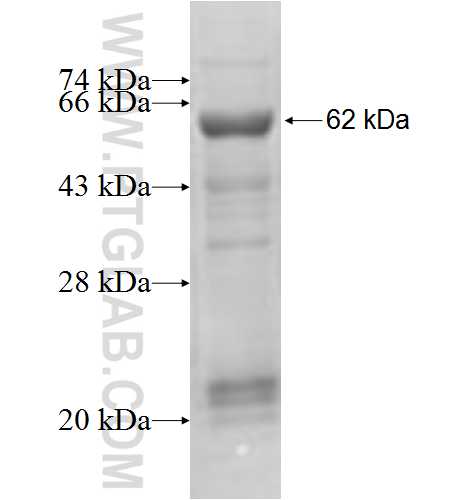 TARS fusion protein Ag6614 SDS-PAGE