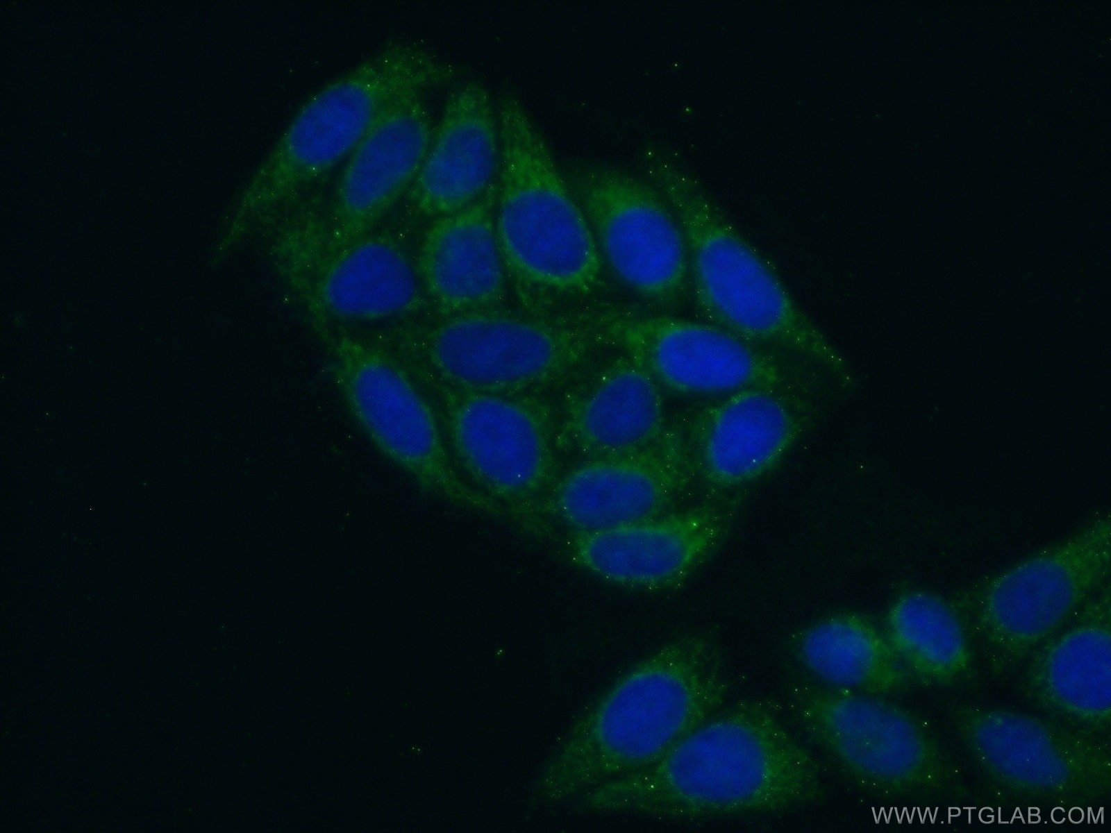 Immunofluorescence (IF) / fluorescent staining of HepG2 cells using TARS2 Polyclonal antibody (15067-1-AP)