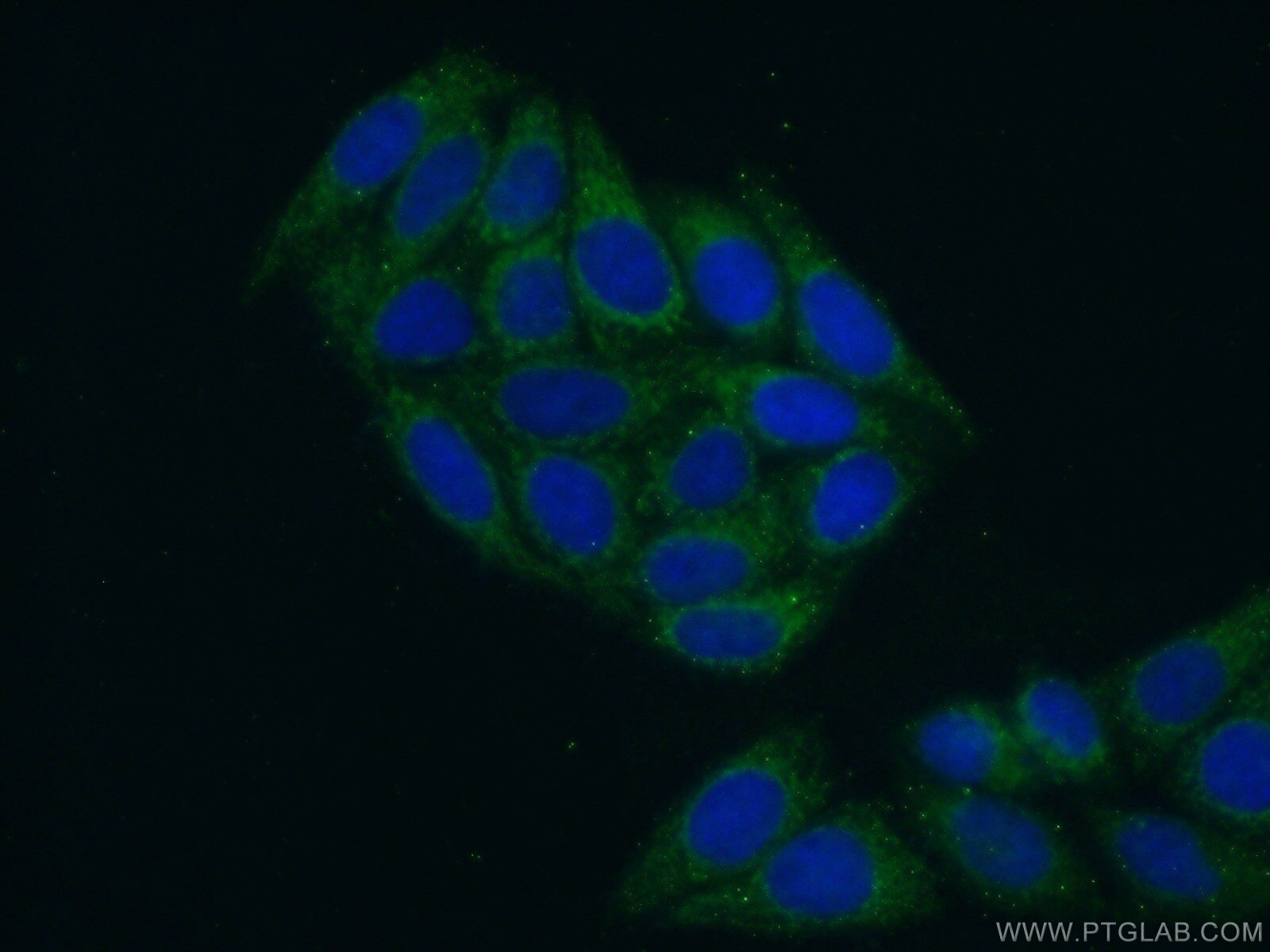 IF Staining of HepG2 using 15067-1-AP