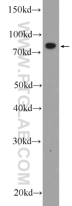 Western Blot (WB) analysis of HepG2 cells using TARS2 Polyclonal antibody (15067-1-AP)