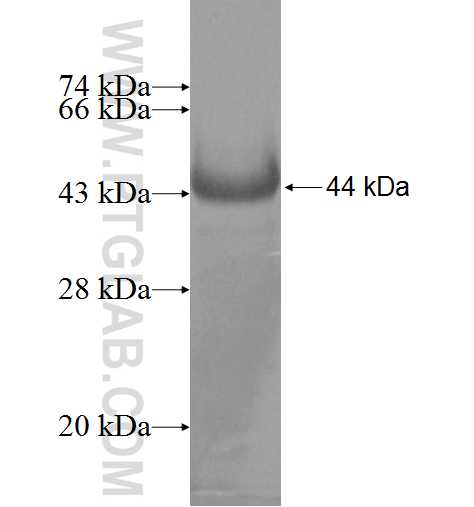 TARS2 fusion protein Ag7047 SDS-PAGE