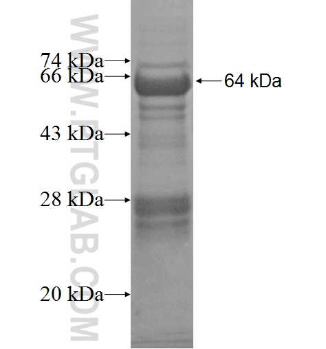 TARS2 fusion protein Ag7074 SDS-PAGE