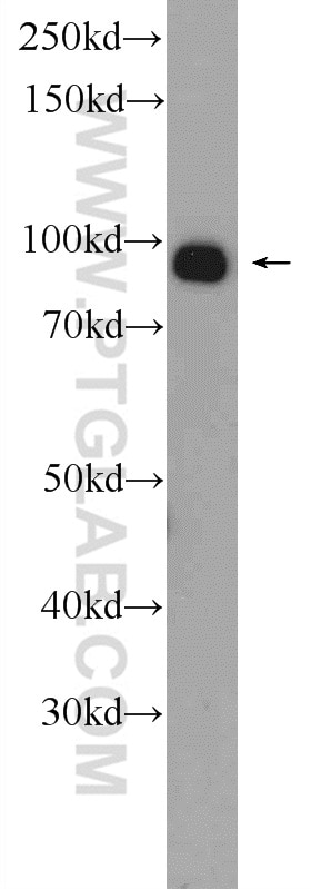 Western Blot (WB) analysis of HEK-293 cells using TARSL2 Polyclonal antibody (24635-1-AP)