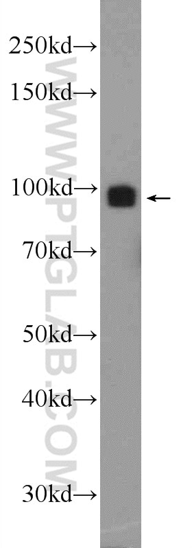 Western Blot (WB) analysis of L02 cells using TARSL2 Polyclonal antibody (24635-1-AP)