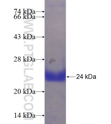 TAS1R1 fusion protein Ag23456 SDS-PAGE
