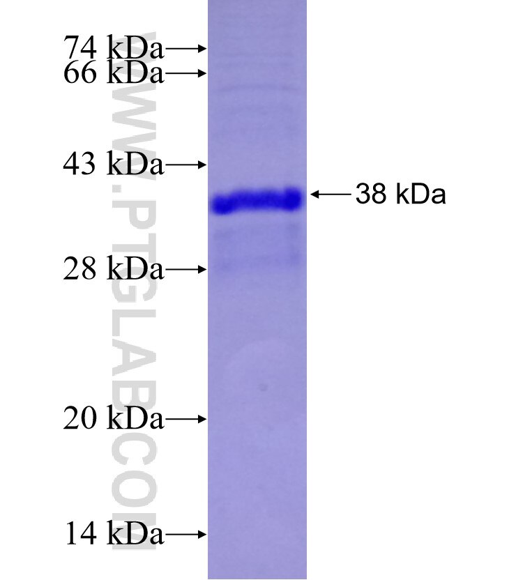 TAS1R2 fusion protein Ag29305 SDS-PAGE