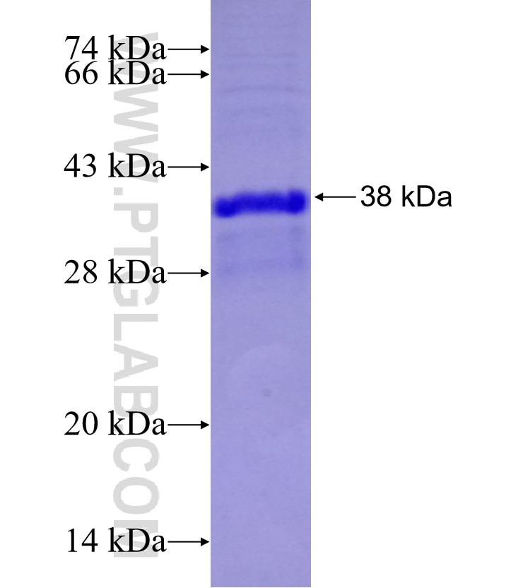 TAS1R2 fusion protein Ag29305 SDS-PAGE