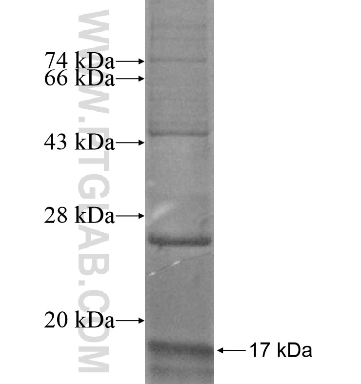 TAS2R41 fusion protein Ag16738 SDS-PAGE