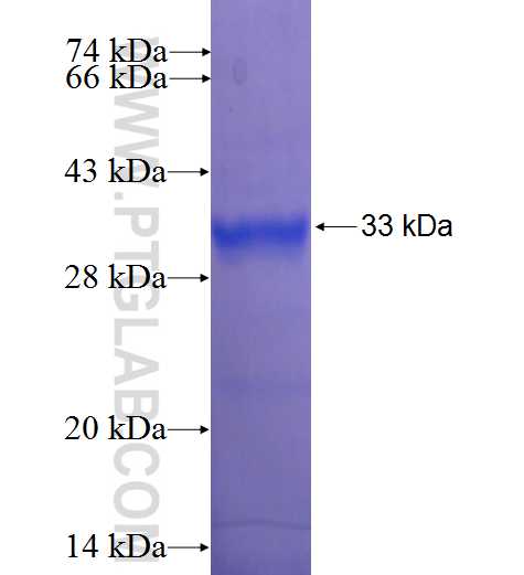 TAS2R5 fusion protein Ag23097 SDS-PAGE