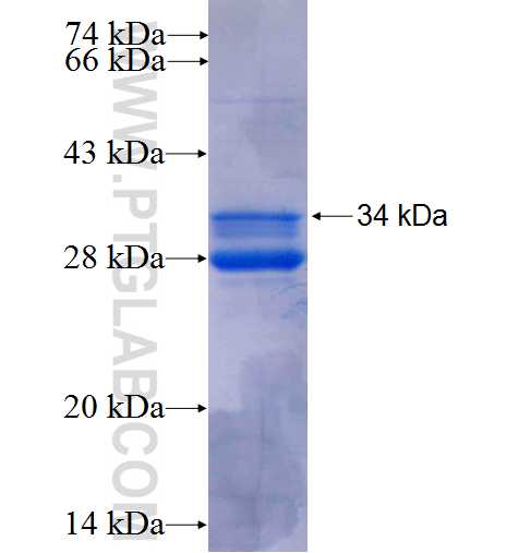 TAS2R5 fusion protein Ag24994 SDS-PAGE