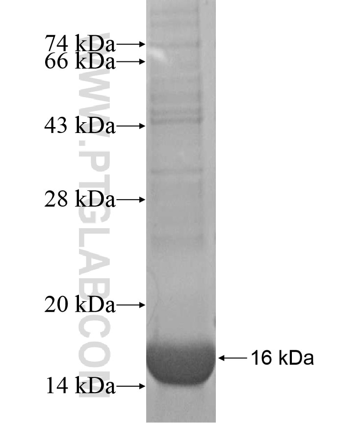 TAS2R60 fusion protein Ag17181 SDS-PAGE