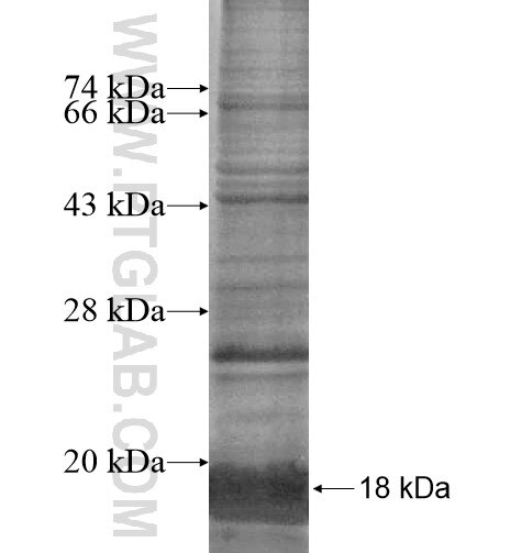 TAS2R8 fusion protein Ag15217 SDS-PAGE