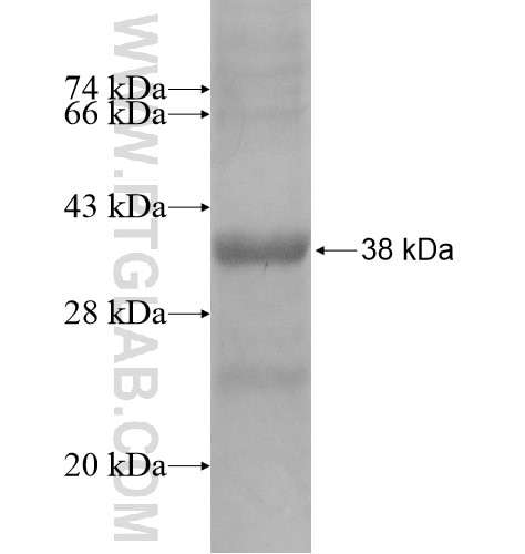 TAS2R8 fusion protein Ag15477 SDS-PAGE
