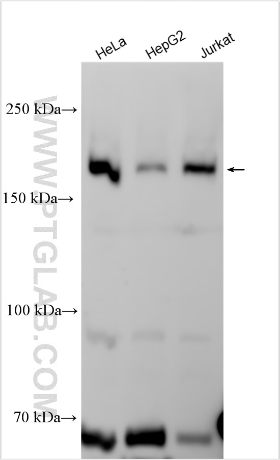 WB analysis using 30188-1-AP